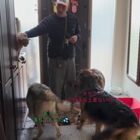 大型犬たちのお出迎え8