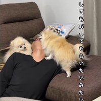 ボールを取ってもらいたいクララちゃん9