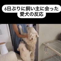 むう君＆める君と飼い主さんの再会4