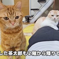 茶太郎くんも来てくれました