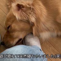 気持ち良さそうにお昼寝中