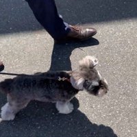 仲良く並んでお家へ