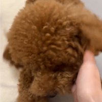 なでられる犬1