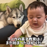 赤ちゃんのそばで様子を見る犬