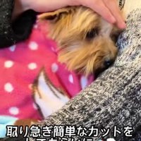 ボサボサの毛をカット