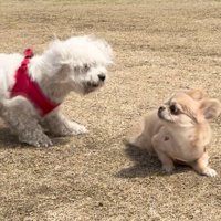 ハナちゃんはびっくり