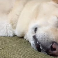 眠っている保護犬