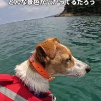 サップボードに乗りながら海を眺めるジャックラッセルテリア