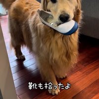 上履きを咥えて持ってくるゴールデン