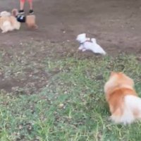 いざ
