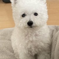 ふわふわ