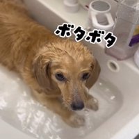 こちらを見る犬