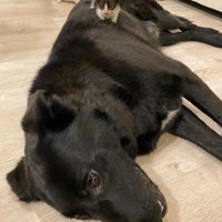 キングくんと子猫8