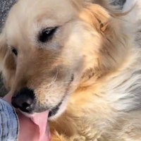 鳴き声をあげながら投稿者の手を舐める犬