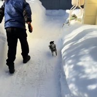雪道を走る犬
