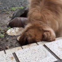 掘った穴に顔を突っ込む犬