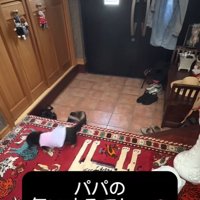 玄関をウロウロする小型犬