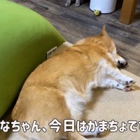 構ってほしそうにゴロ～ン♡