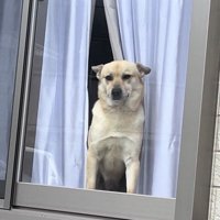 窓辺でじっと待つ犬