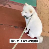 おすわりする銀くん