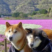 カートに乗って花畑を散歩する2頭の犬