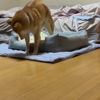 猫のいる家に預けたら…