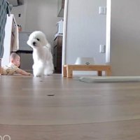 ハクちゃんに助けを求めに…