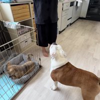 お風呂を頑張ったハクちゃん