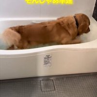 お風呂に入る犬2