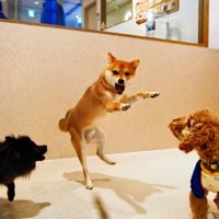 ほかの犬たちの前で立ち上がる犬