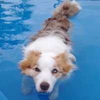 プールで遊ぶボーダーコリー