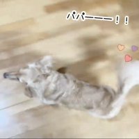 帰ってきたパパのもとに駆けつけるダックス