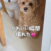 飼い主さんを見つめるまお君
