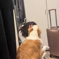 飼い主の姉の顔を舐める中型犬