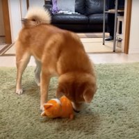 おもちゃを転がす柴犬