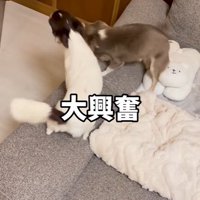 興奮している2匹の小型犬