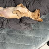 ヘソ天は日課なんだとか