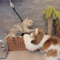 犬の頭に前脚を伸ばす猫