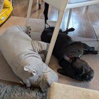 そっくりなジーナちゃんとぬいぐるみ