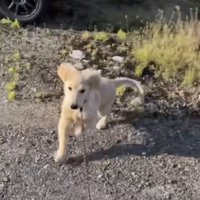 嬉しそうに走る犬1