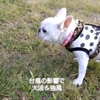 芝生の上で風を浴びるフレンチブルドッグ