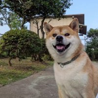 ドライブが大好きなタロウくん