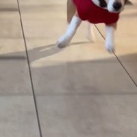 ママが現れた時のきなこちゃん8