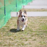 立派なコーギーに