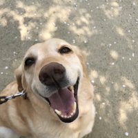 外で笑顔を見せる犬