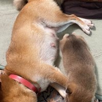 すやすや眠る犬の親子と2匹の子犬