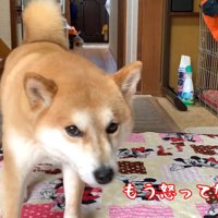 「もう怒ってないよね？」