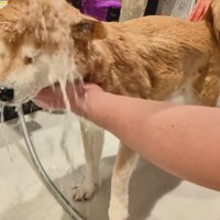 シャンプーをするスティーブくん6