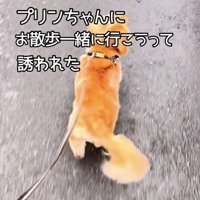 嬉しすぎて、軽快に歩いてます