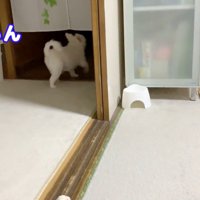 お姉ちゃんと喧嘩した時のコハクくん7